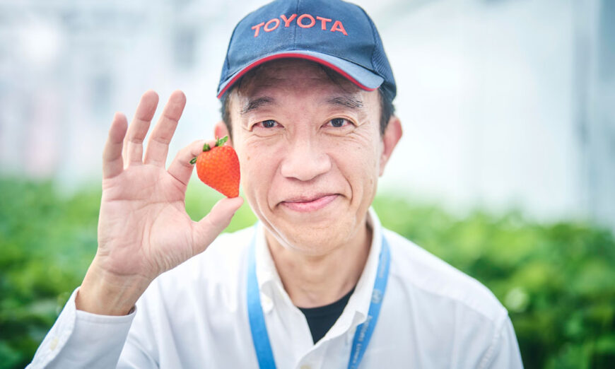 Toyota también cultiva fresas y tomates para combatir el cambio climático